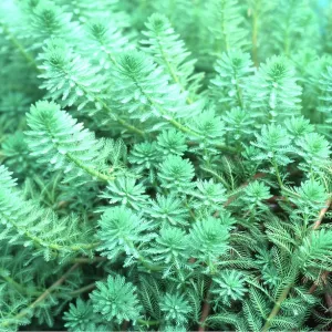 PONDWEED - Water feather semi-emergent aquatic PONDWEED - Water feather semi-emergent aquatic