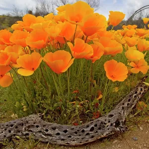 Poppies - blooming in desert Poppies - blooming in desert