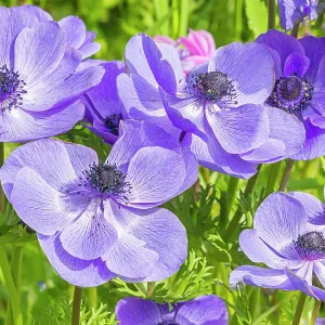 Poppy Anemone, Anemone coronaria Mr Fokker, flowers Poppy Anemone, Anemone coronaria Mr Fokker, flowers