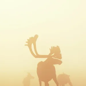 Porcupine Caribou bull with giant antlers on the Porcupine Caribou bull with giant antlers on the