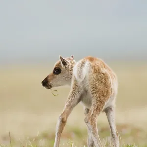 Porcupine Caribou calf eating grass on the coastal Porcupine Caribou calf eating grass on the coastal