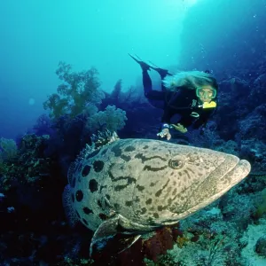 Potato Cod - with diver Potato Cod - with diver