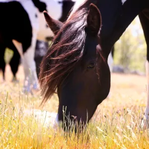 Pottoka horses grazing at liberty, in Extremadura