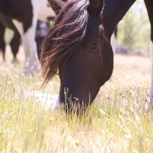 Pottoka horses grazing at liberty, in Extremadura