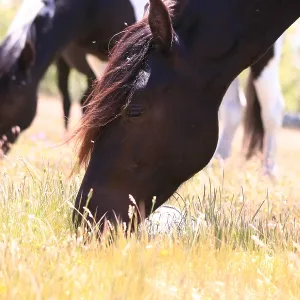 Pottoka horses grazing at liberty, in Extremadura