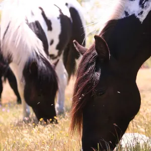 Pottoka horses grazing at liberty, in Extremadura