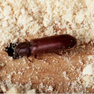 POWDER POST BEETLE - ADULT POWDER POST BEETLE - ADULT