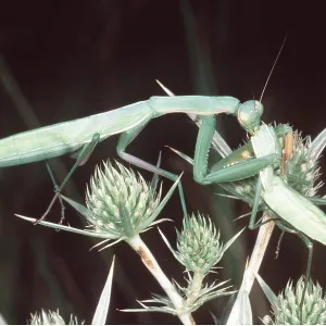 PRAYING MANTIS - female eating male mate PRAYING MANTIS - female eating male mate