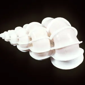 PRECIOUS WENTLETRAP SHELL PRECIOUS WENTLETRAP SHELL