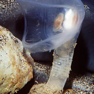 Predatory Tunicate SEA SQUIRT Predatory Tunicate SEA SQUIRT