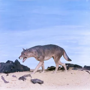 Prehistoric Model - DIRE WOLF Prehistoric Model - DIRE WOLF