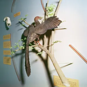 Prehistoric Reconstruction - Archaeopteryx Prehistoric Reconstruction - Archaeopteryx