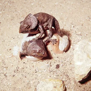 Prehistoric reconstruction - Model of Proceratops Prehistoric reconstruction - Model of Proceratops