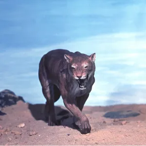 Prehistoric reconstruction - Sabre-Tooth Tiger model Prehistoric reconstruction - Sabre-Tooth Tiger model