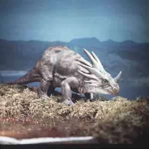 Prehistoric reconstruction - STYRACOSAURAUS Dinosaur Prehistoric reconstruction - STYRACOSAURAUS Dinosaur