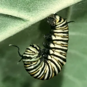 Prepupa of Wanderer / Monarch / Milkweed Butterfly Prepupa of Wanderer / Monarch / Milkweed Butterfly