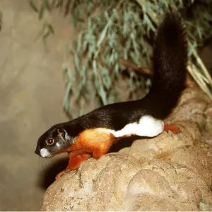 PREVOST'S SQUIRREL - on rock PREVOST'S SQUIRREL - on rock