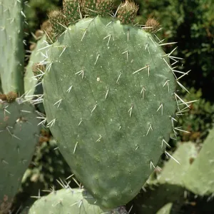 PRICKLY PEAR PRICKLY PEAR