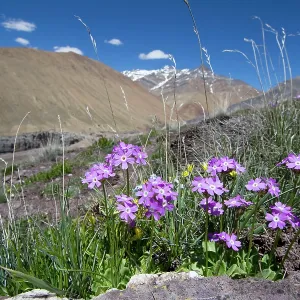 Primula sp Primula sp