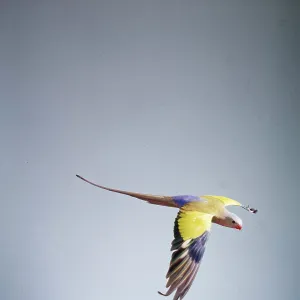Princess of Wales Parrot - in flight Princess of Wales Parrot - in flight