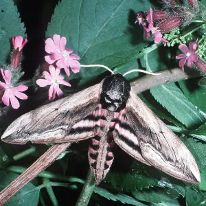 PRIVET HAWK-MOTH PRIVET HAWK-MOTH