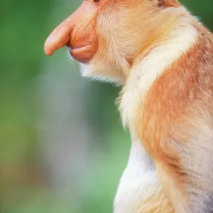 Proboscis / Long-nosed MONKEY Proboscis / Long-nosed MONKEY