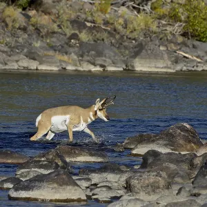 Pronghorn Antelope (Antiloapra americana) buck fording Pronghorn Antelope (Antiloapra americana) buck fording