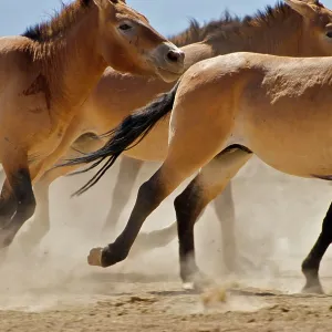 Przewalski Wild Horses Przewalski Wild Horses