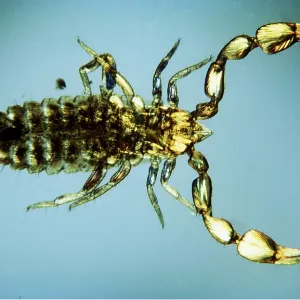 PSEUDOSCORPION / Common Book Scorpion - (x15)
