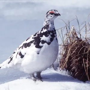 PTARMIGAN - in snow PTARMIGAN - in snow