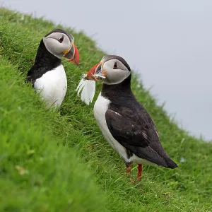 Puffin Puffin