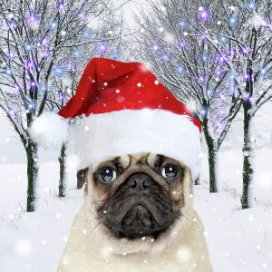 Pug Dog wearing a red Christmas Santa hat in a snowy Pug Dog wearing a red Christmas Santa hat in a snowy