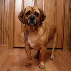 Puggle Dog - a crossbreed between a Beagle & a Pug Puggle Dog - a crossbreed between a Beagle & a Pug
