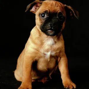Puggle Dog - a crossbreed between a Beagle & a Pug, puppy Puggle Dog - a crossbreed between a Beagle & a Pug, puppy