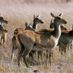 Puku - group of puku females Puku - group of puku females