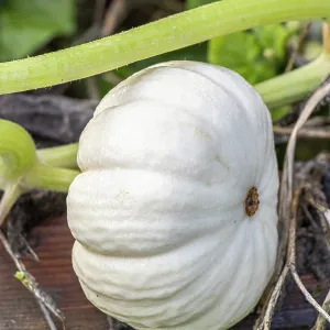 Pumpkin, Cucurbita maxima Valenciano, fruit Pumpkin, Cucurbita maxima Valenciano, fruit