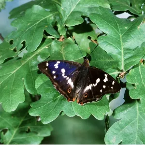 Purple Emperor Butterfly - male on oak leaves Purple Emperor Butterfly - male on oak leaves