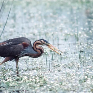 PURPLE HERON - in water with fish in beak