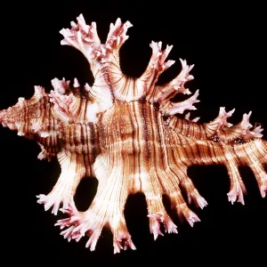 PURPLE MUREX SHELL PURPLE MUREX SHELL