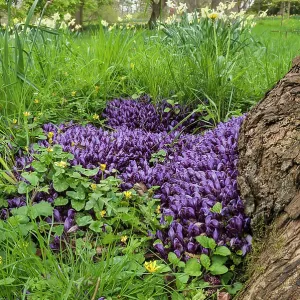 Purple toothwort, Lathraea cladestina, Purple subject Purple toothwort, Lathraea cladestina, Purple subject