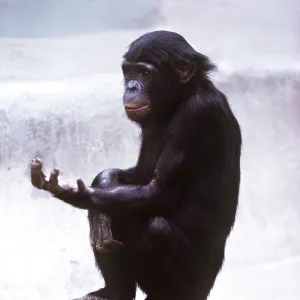 PYGMY / BONOBO CHIMPANZEE - holding out hand PYGMY / BONOBO CHIMPANZEE - holding out hand