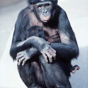 PYGMY / BONOBO CHIMPANZEE - with young