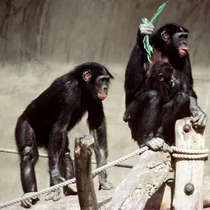 PYGMY CHIMPANZEE - family PYGMY CHIMPANZEE - family