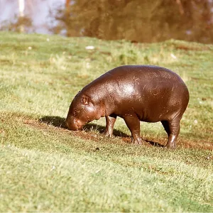 PYGMY HIPPOPOTAMUS - grazing PYGMY HIPPOPOTAMUS - grazing