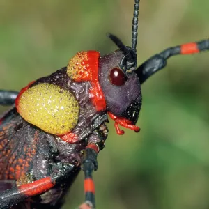 Pyrgomorphid GRASSHOPPER - foaming in self-defence Pyrgomorphid GRASSHOPPER - foaming in self-defence