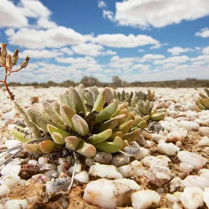 Quartz Fields Quartz Fields