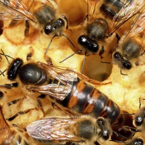 Queen Honey Bee with workers - with clipped wings