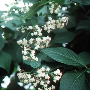 QUININE - In flower QUININE - In flower