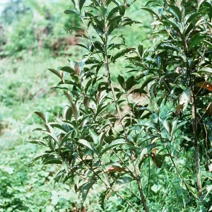 QUININE - Peruvian Bark Tree QUININE - Peruvian Bark Tree
