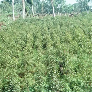 QUININE PLANTATION QUININE PLANTATION
